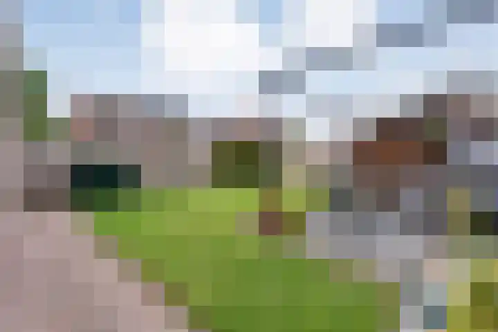 Fluitekruid 16 Hardenberg thumbnail 51