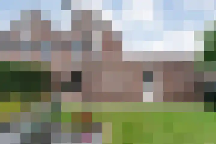 Fluitekruid 16 Hardenberg thumbnail 56