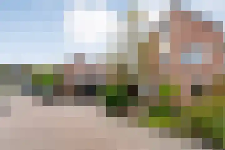 Fluitekruid 16 Hardenberg thumbnail 7