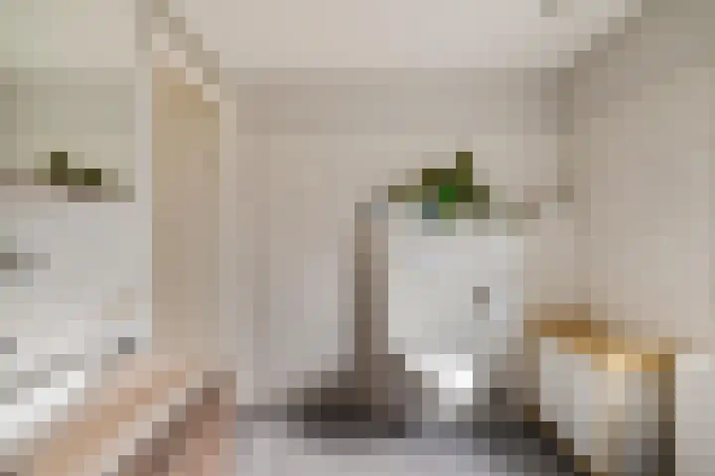 Fluitekruid 18 Eelde thumbnail 26