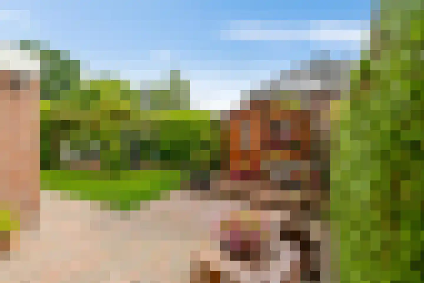 Fluitekruid 18 Eelde thumbnail 42
