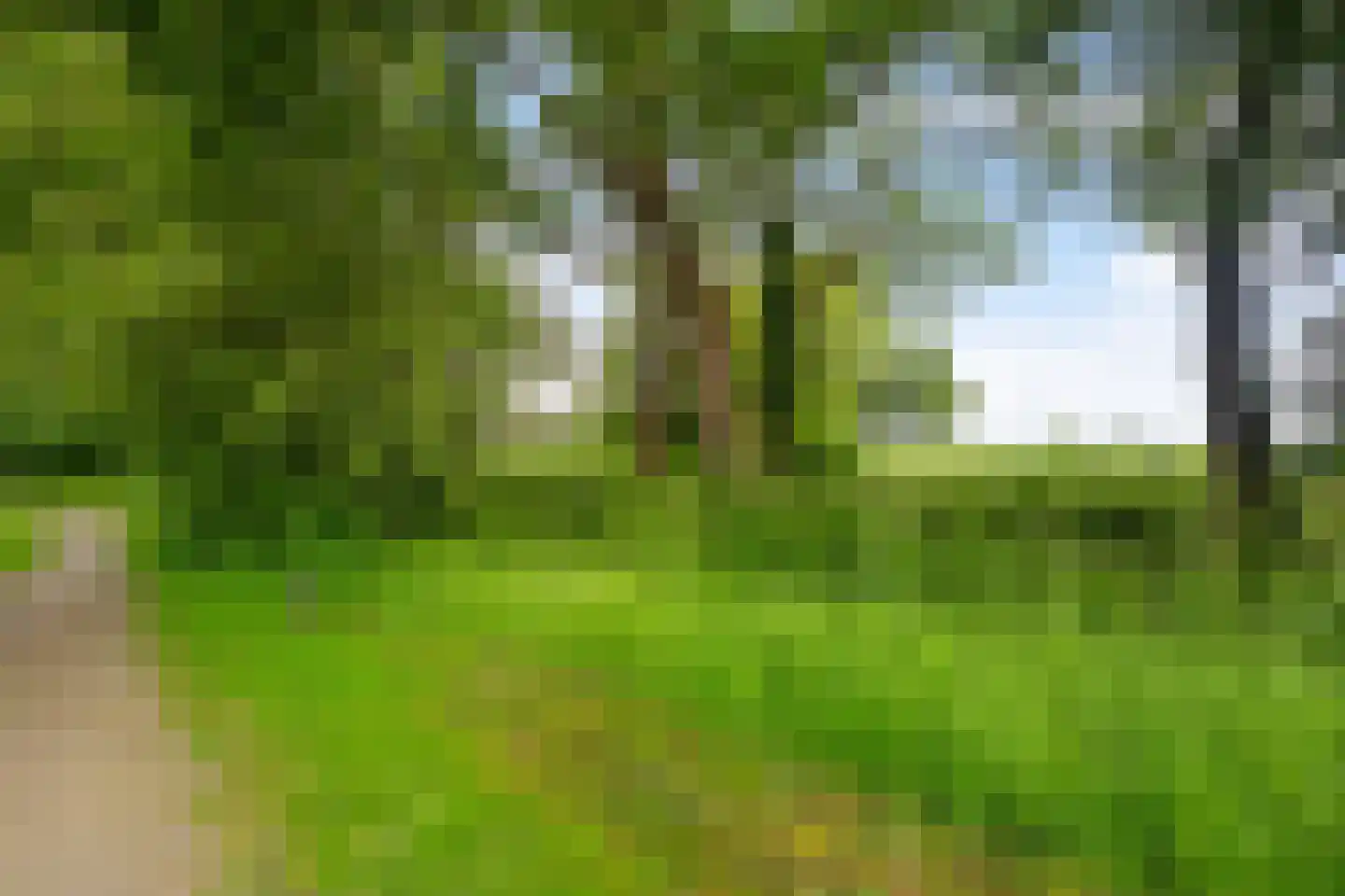 Fluitekruid 18 Eelde thumbnail 46