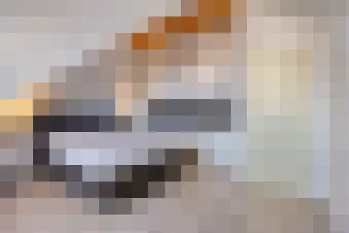 Fluitekruid 2 Kapelle thumbnail 20