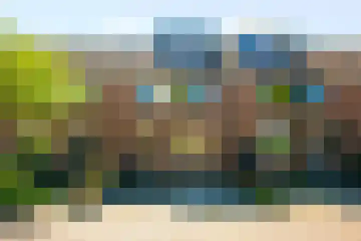 Fluitekruid 25 Odijk