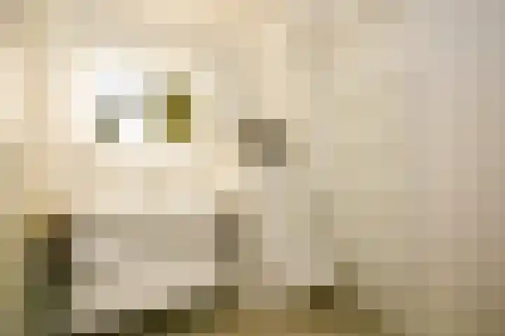 Fluitekruid 25 Odijk thumbnail 21