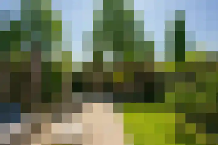 Fluitekruid 25 Odijk thumbnail 29