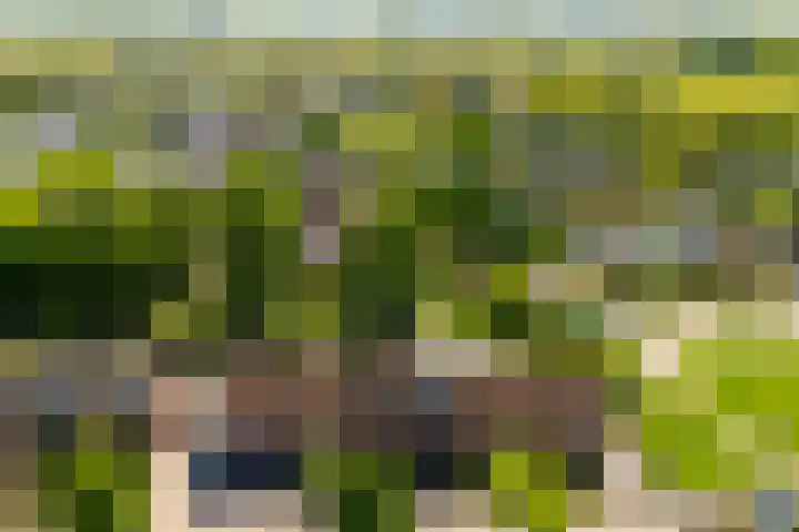 Fluitekruid 25 Odijk thumbnail 33