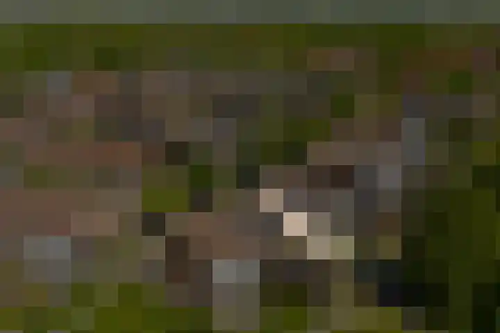 Fluitekruid 25 Odijk thumbnail 34