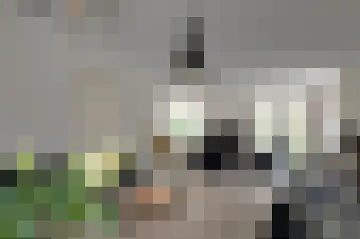 Fluitekruid 27 Bedum thumbnail 12
