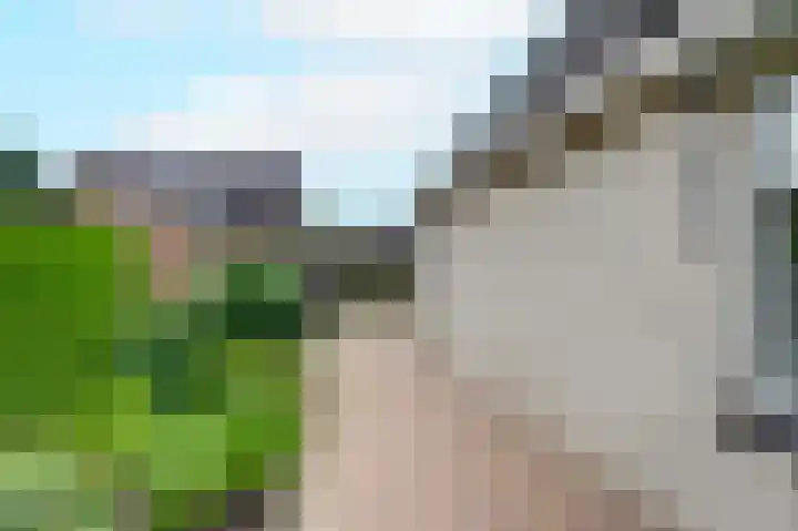 Fluitekruid 27 Bedum thumbnail 33