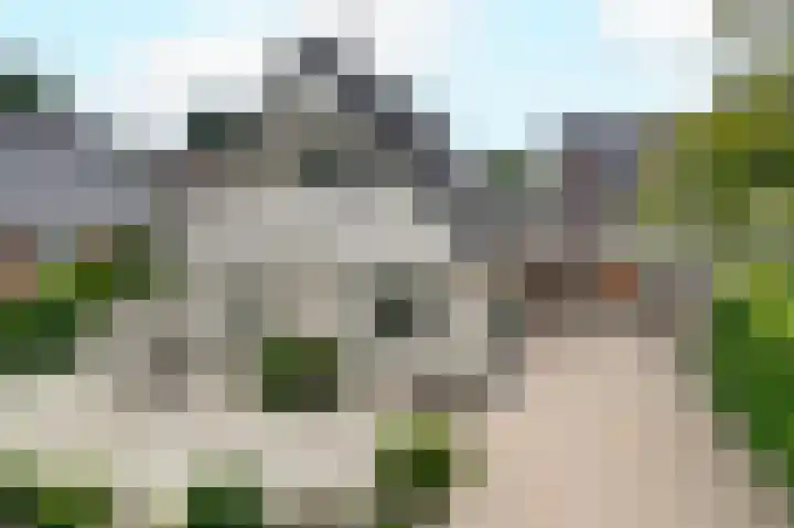 Fluitekruid 27 Bedum thumbnail 36