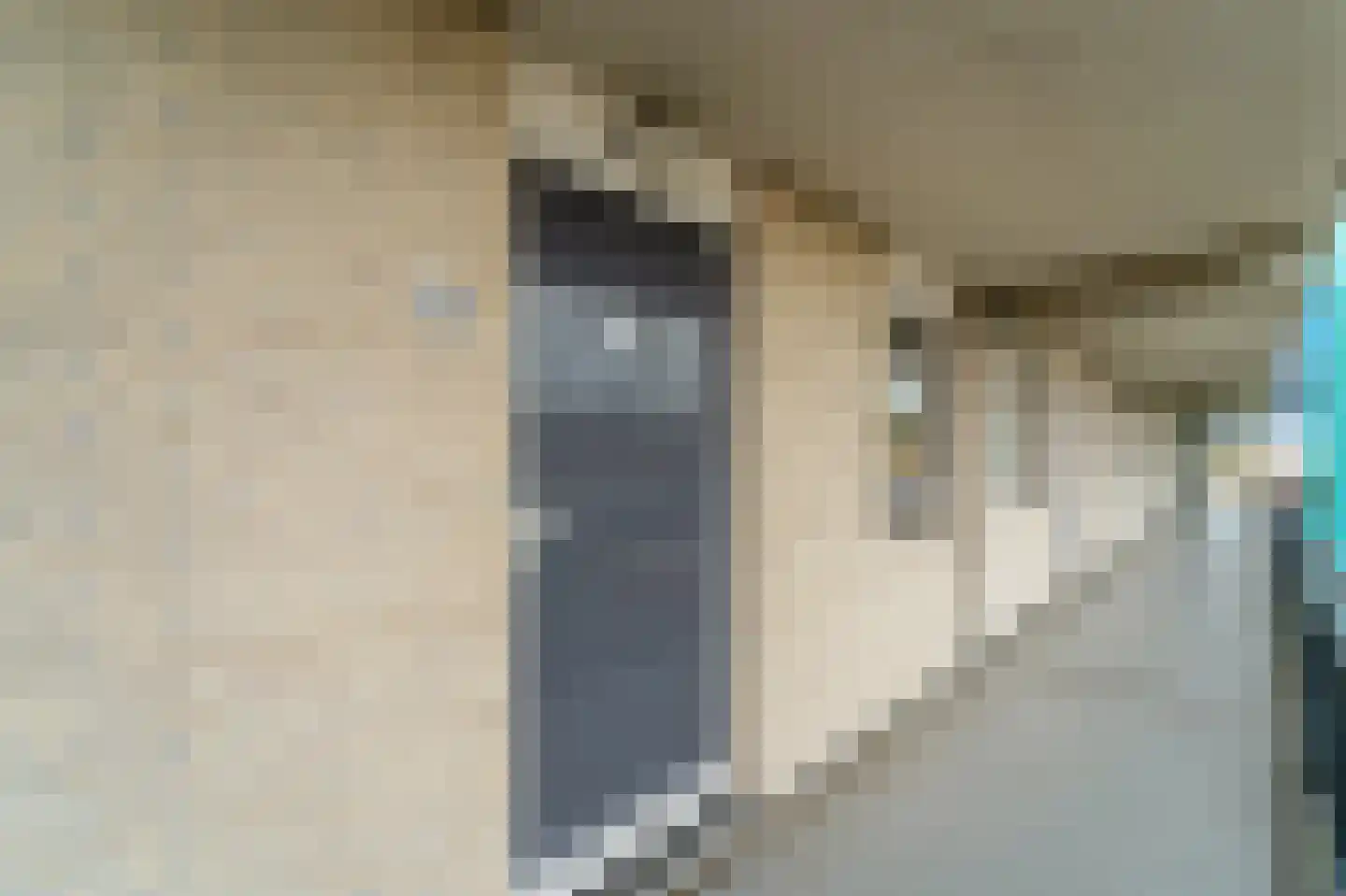 Fluitekruid 36 Den Hoorn thumbnail 11