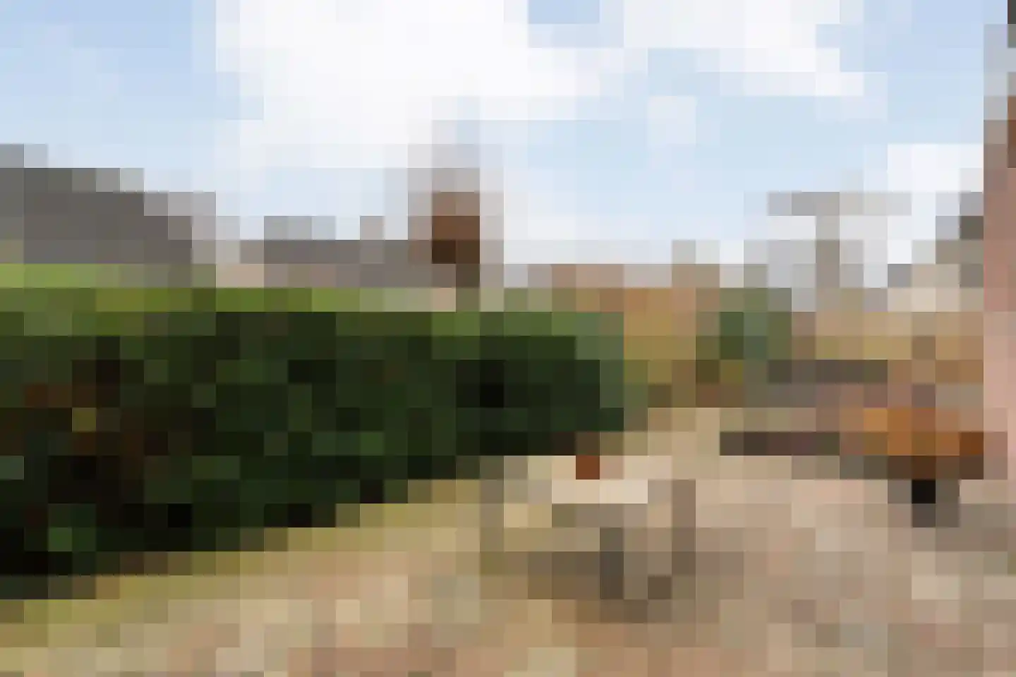 Fluitekruid 36 Hardenberg thumbnail 48