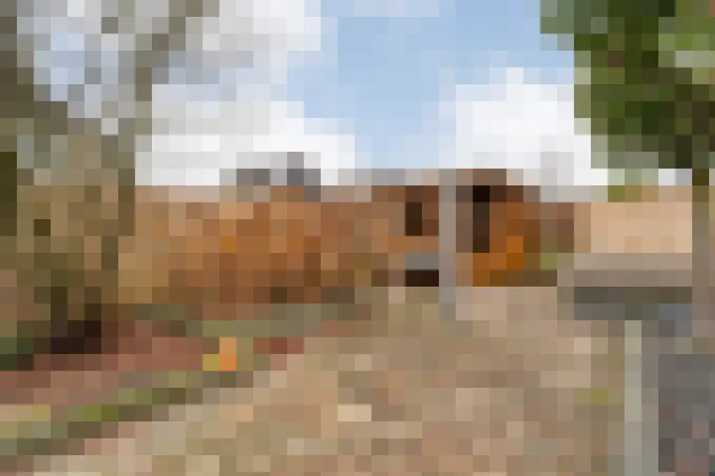 Fluitekruid 36 Hardenberg thumbnail 51