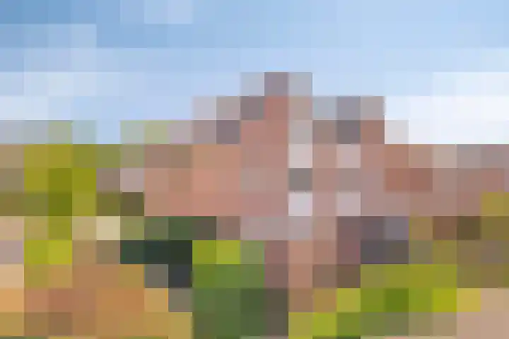 Fluitekruid 38 Hardenberg thumbnail 29