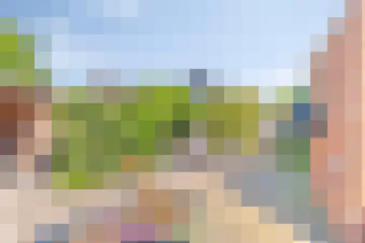 Fluitekruid 38 Hardenberg thumbnail 33