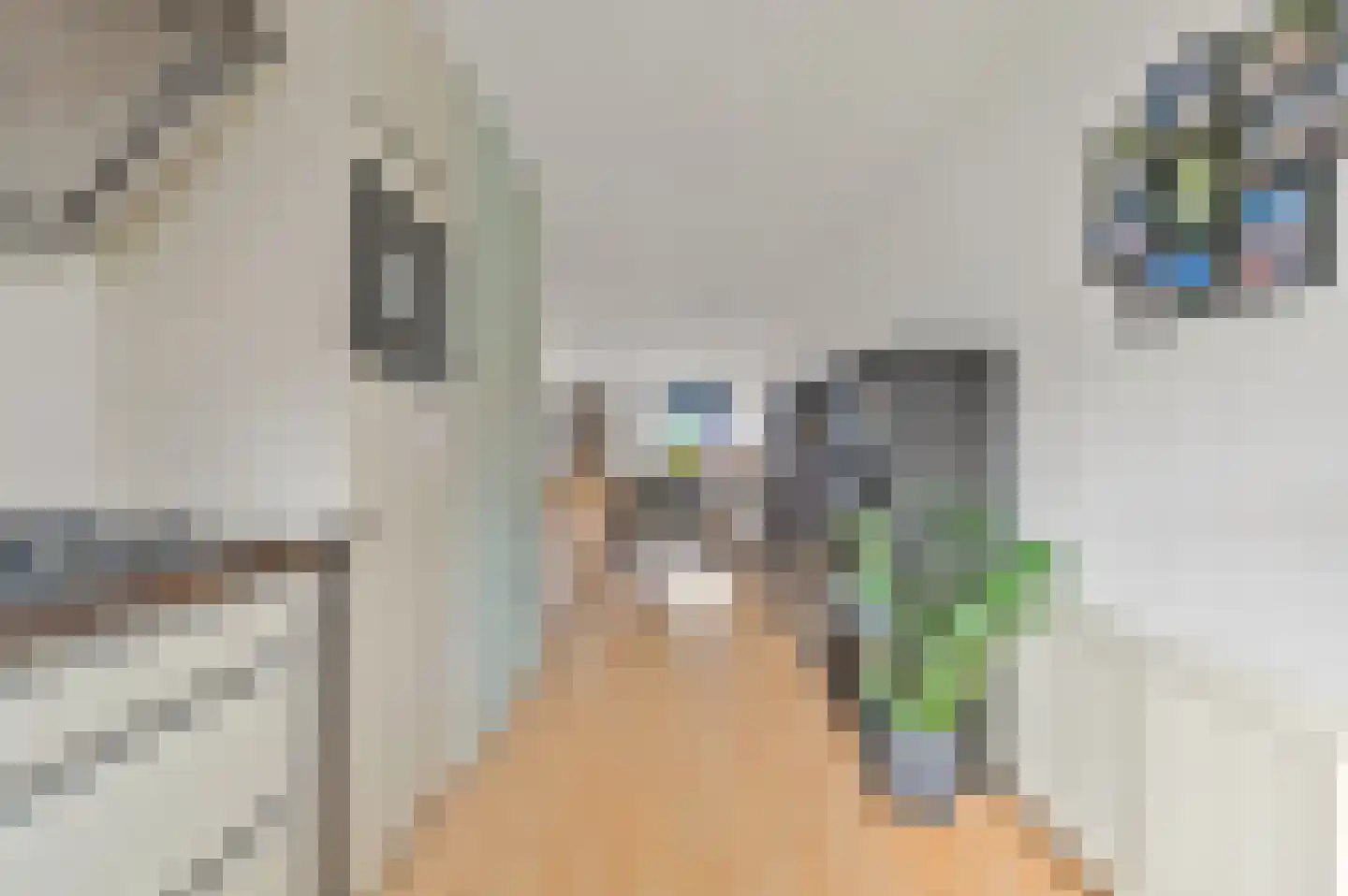 Fluitekruid 48 Den Hoorn thumbnail 21