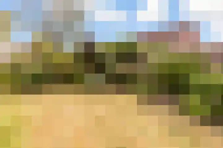 Fluitekruid 48 Odijk thumbnail 32