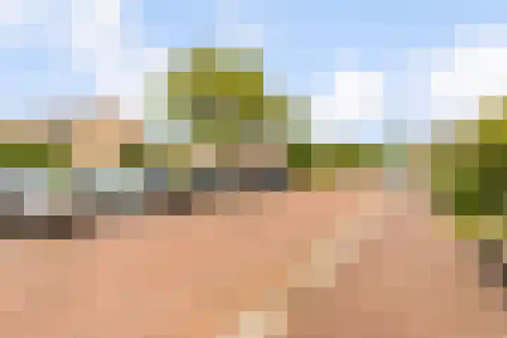 Fluitekruid 48 Odijk thumbnail 34