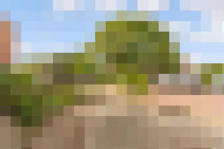Fluitekruid 48 Odijk thumbnail 37