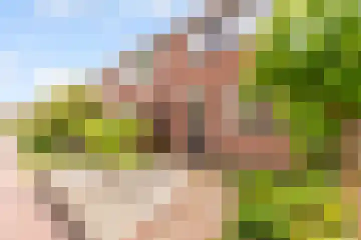 Fluitekruid 48 Odijk thumbnail 4