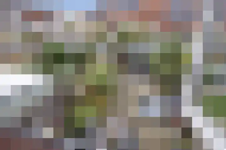 Fluitekruid 5 Den Hoorn thumbnail 31