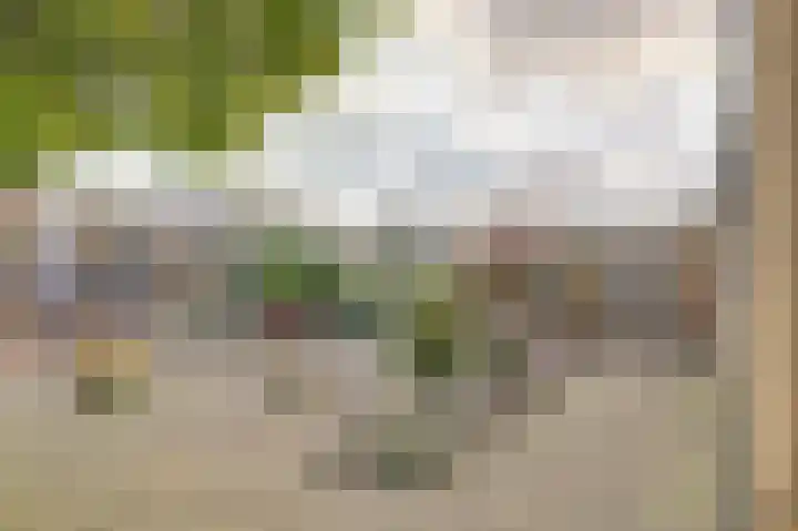 Fluitekruid 50 Venray thumbnail 27