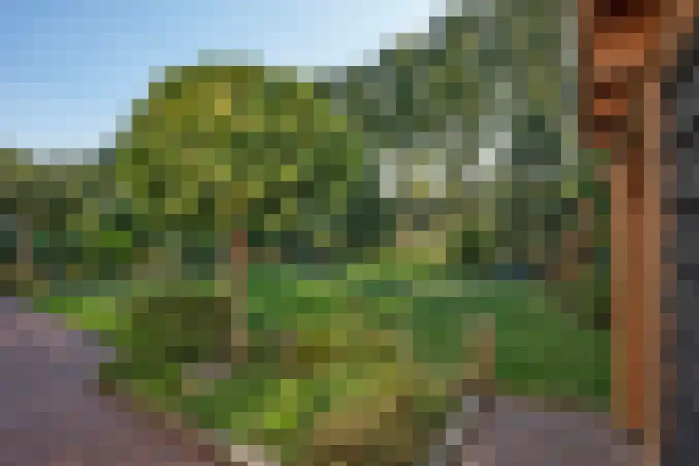 Fluitekruid 53 Delden thumbnail 50