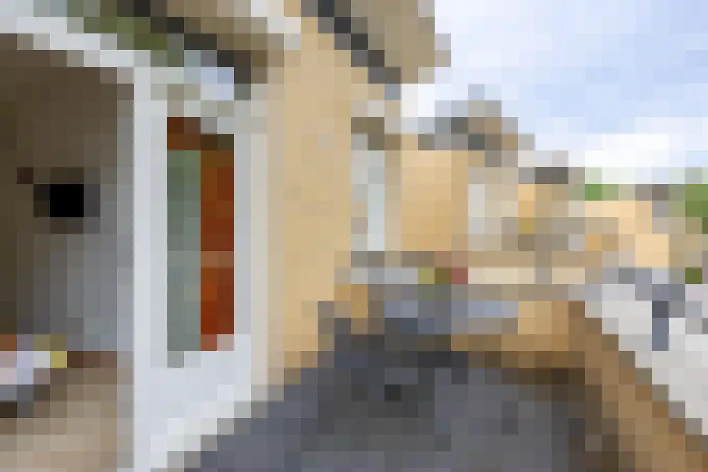 Fluitekruid 54 Venray thumbnail 31