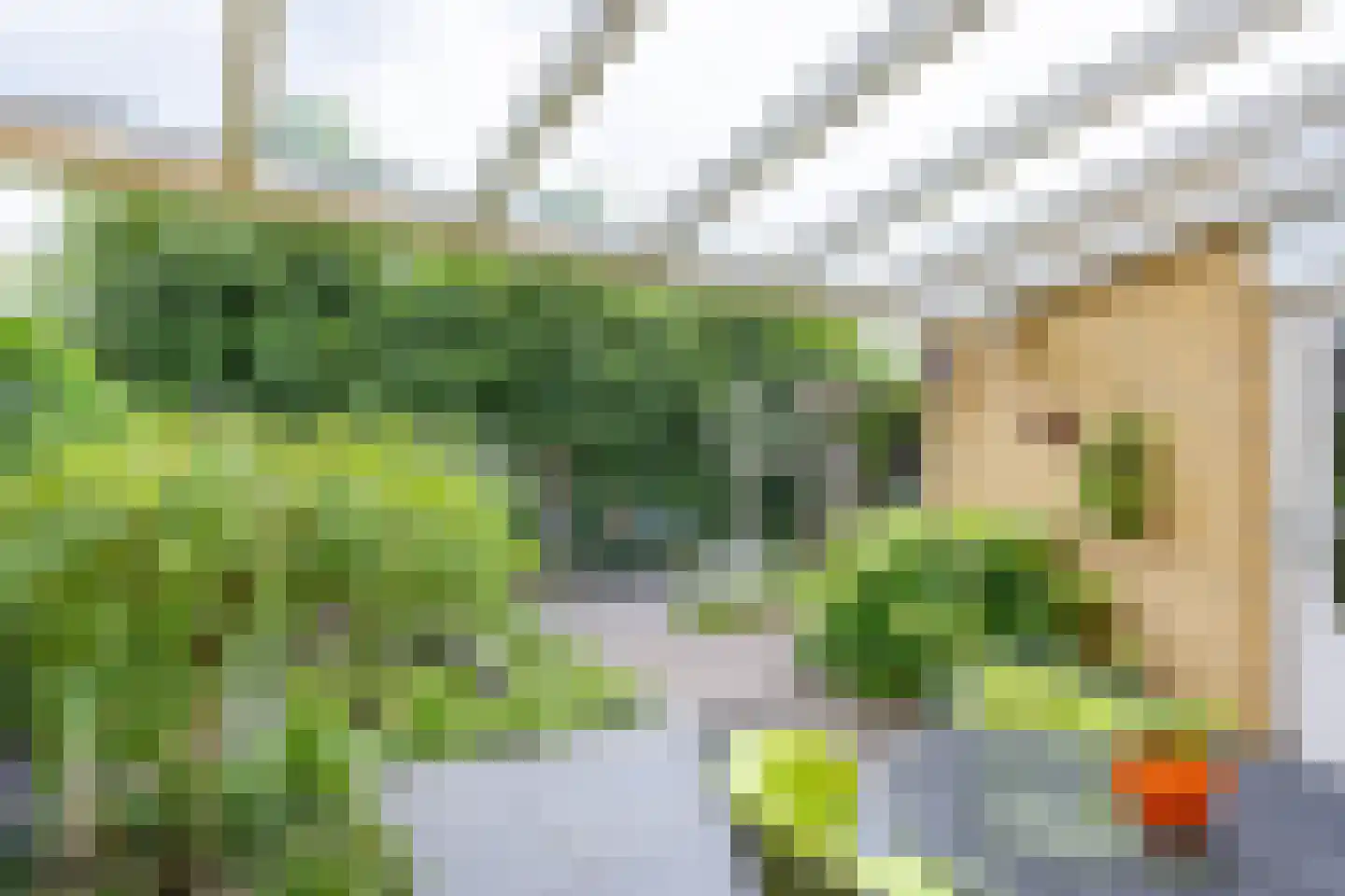 Fluitekruid 54 Venray thumbnail 42
