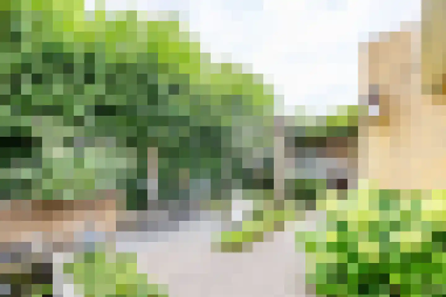 Fluitekruid 54 Venray thumbnail 43