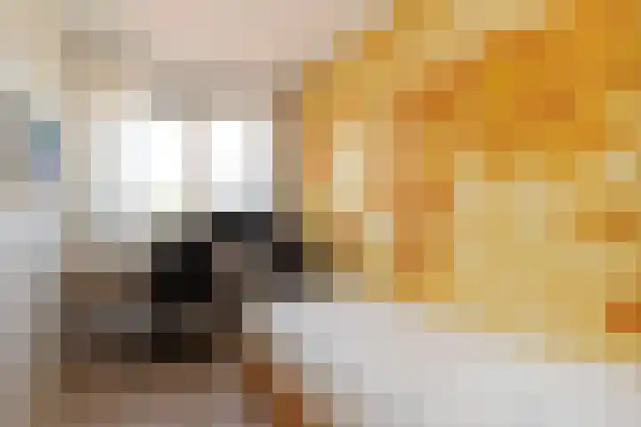 Fluitekruid 69 Rijssen thumbnail 19