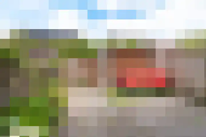 Fluitekruid 69 Rijssen thumbnail 33