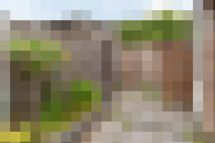 Fluitekruid 69 Rijssen thumbnail 35
