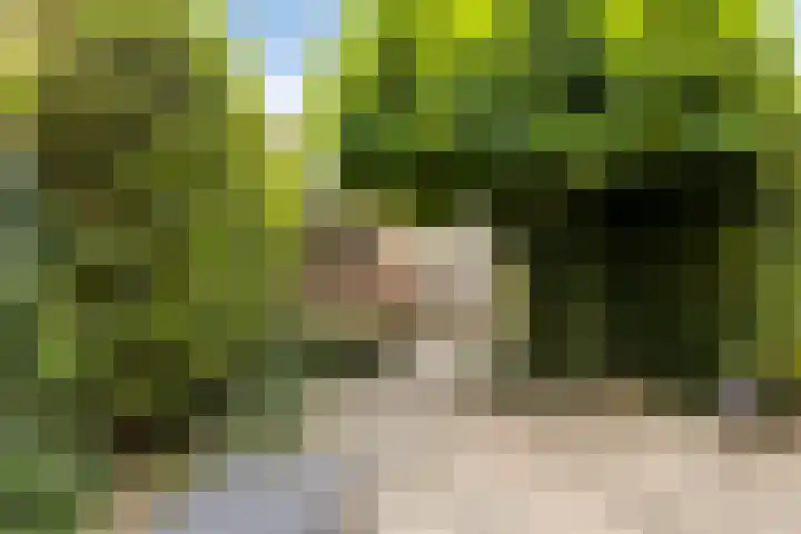Fluitekruid 7 Abcoude thumbnail 22