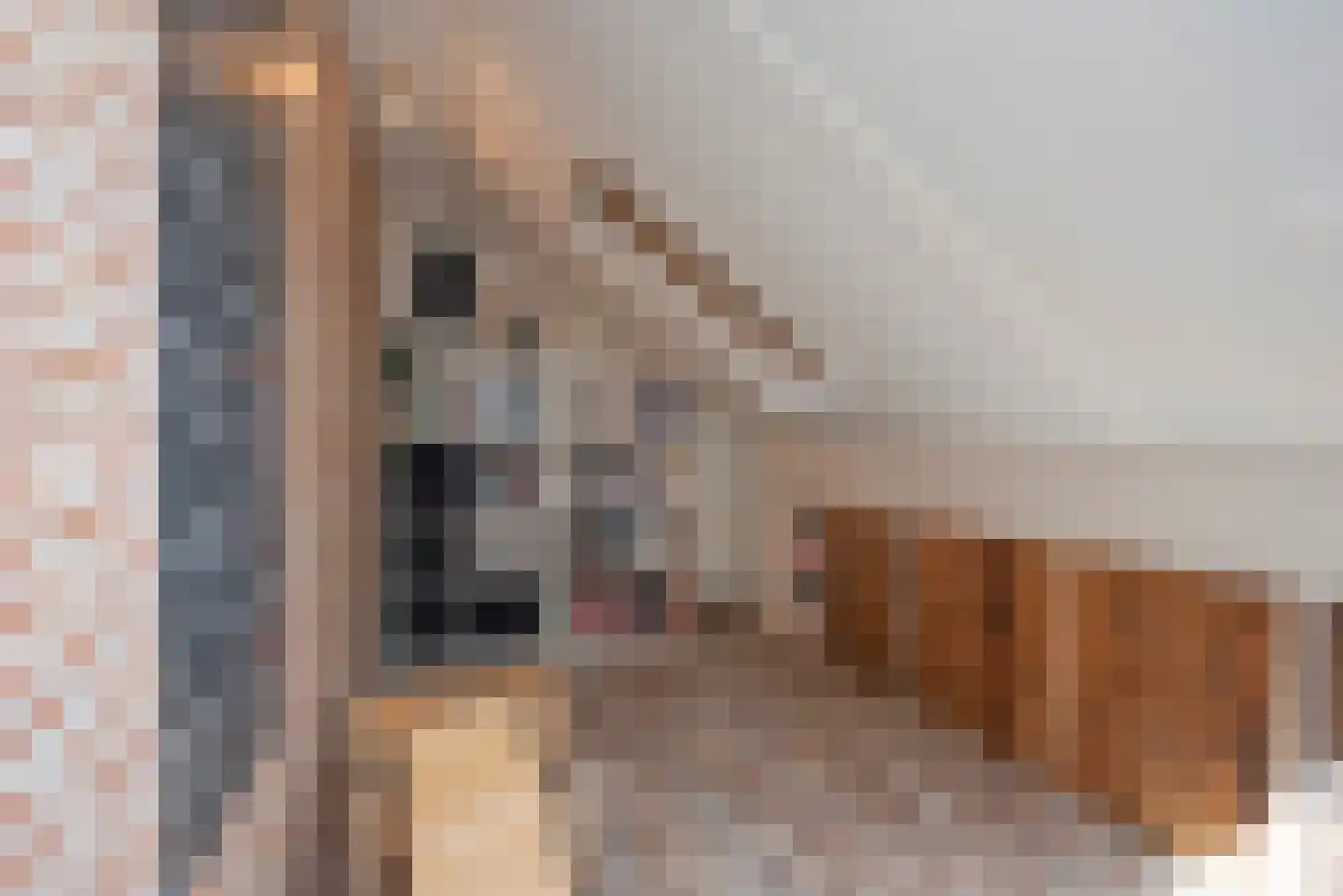 Fluitekruid 71 Rijssen thumbnail 20