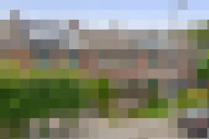 Fluitekruid 73 Rotterdam thumbnail 46