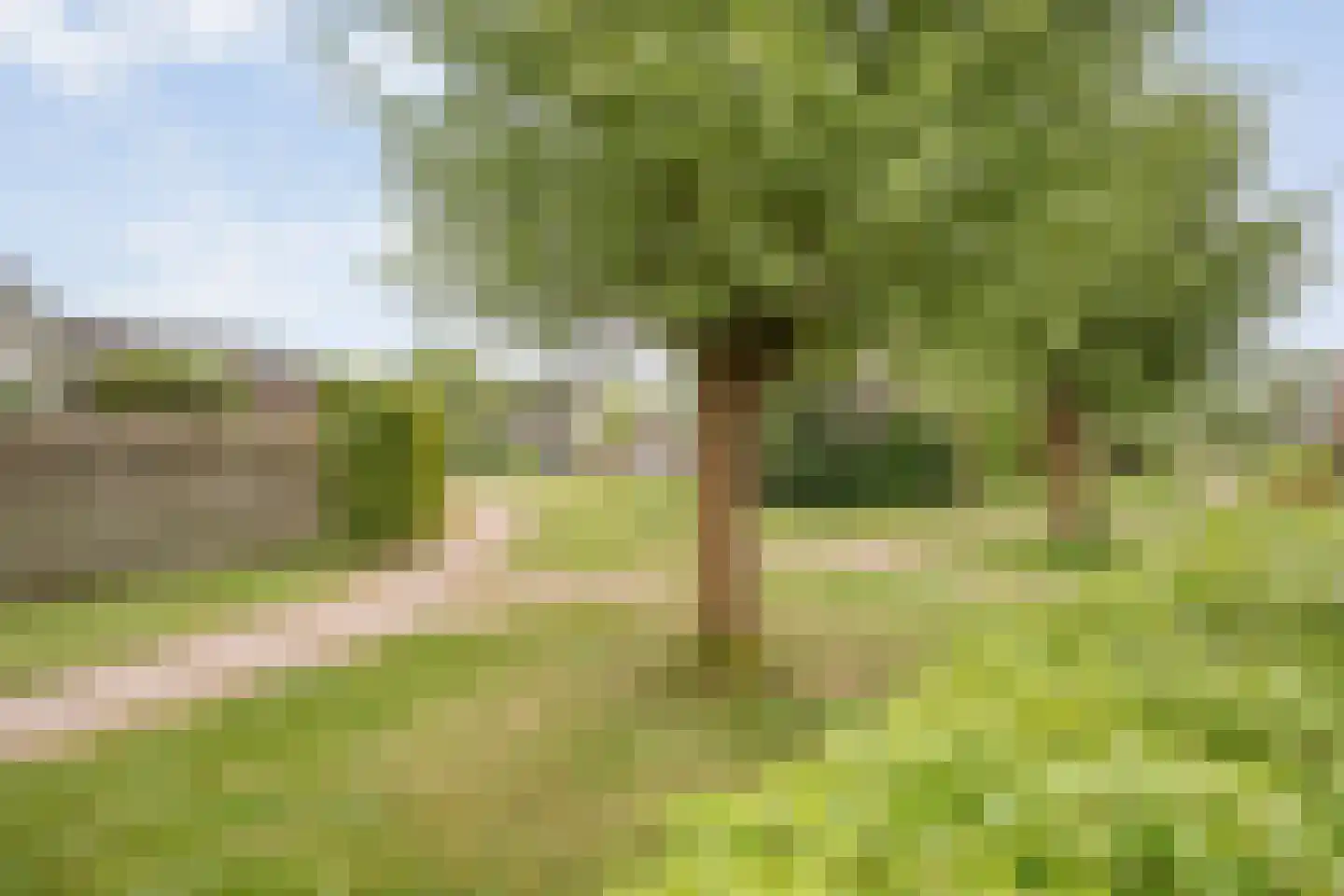 Fluitekruid 8 Heino thumbnail 31
