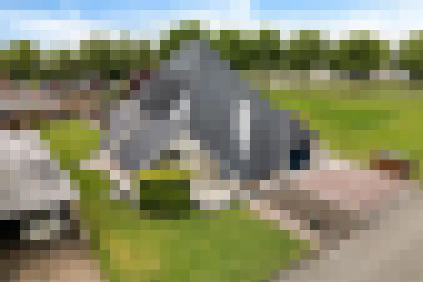 Fluitekruid 83 Klazienaveen thumbnail 4