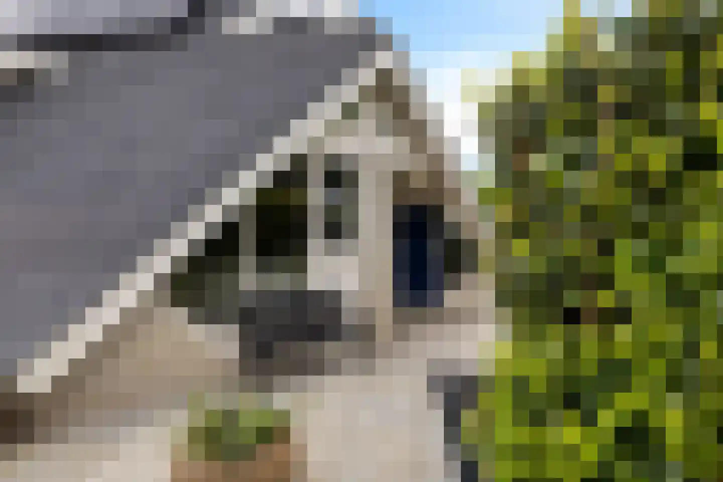Fluitekruid 83 Klazienaveen thumbnail 42