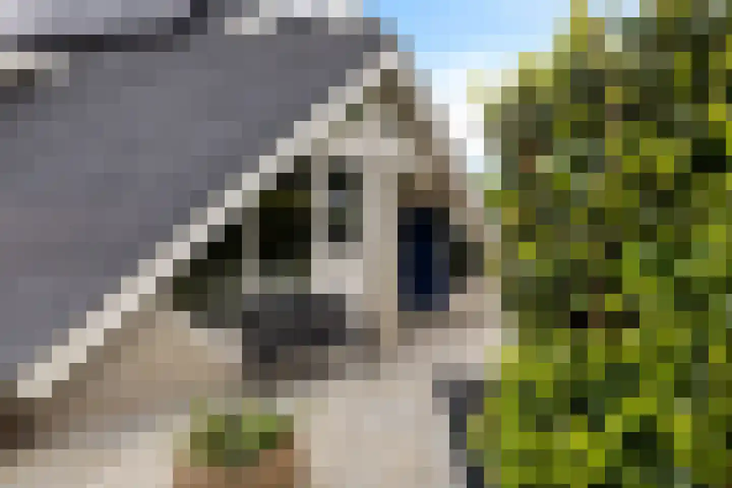 Fluitekruid 83 Klazienaveen thumbnail 43