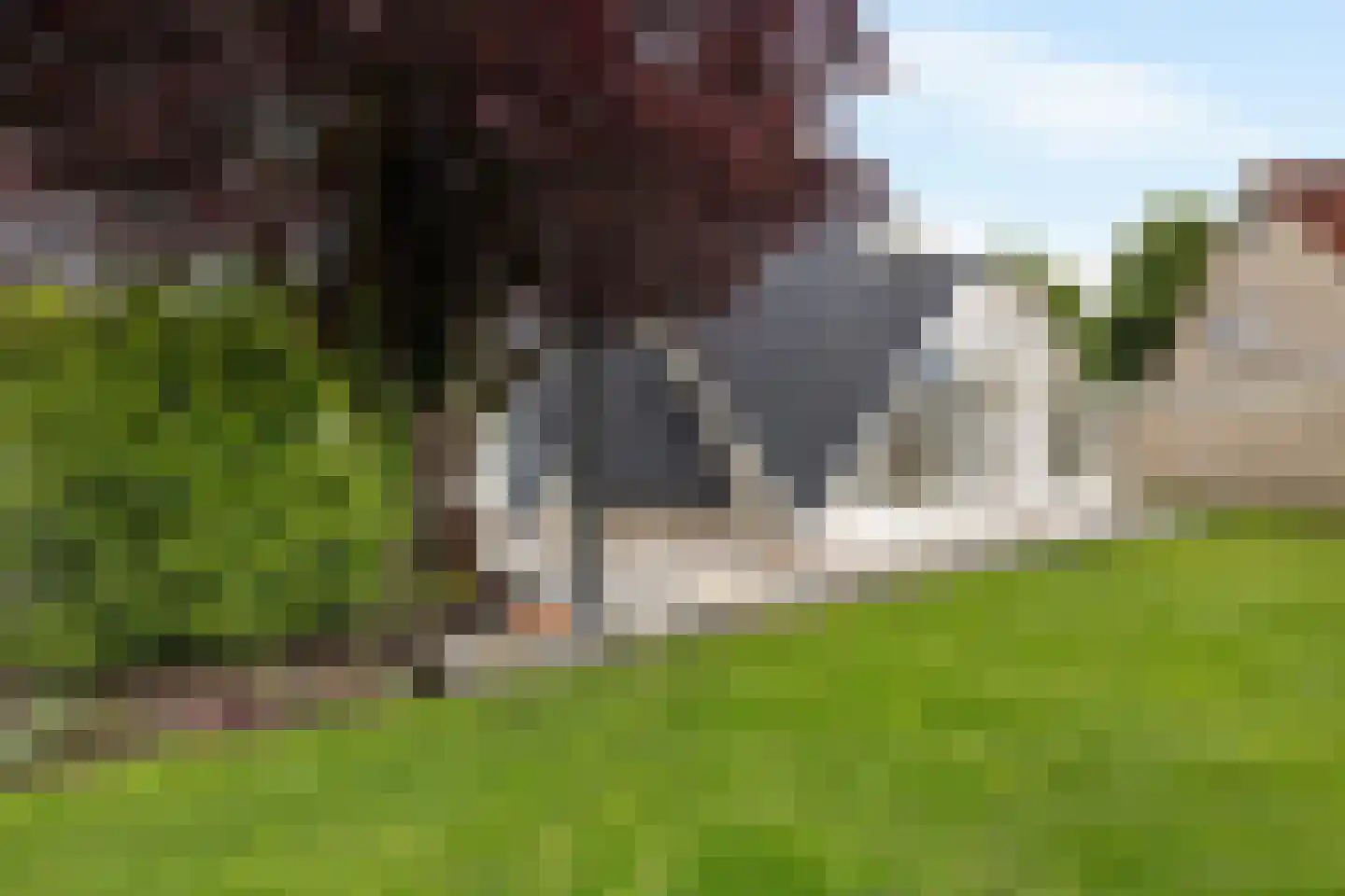 Fluitekruid 83 Klazienaveen thumbnail 46