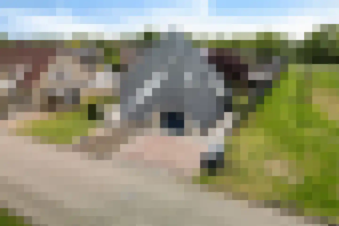 Fluitekruid 83 Klazienaveen thumbnail 47