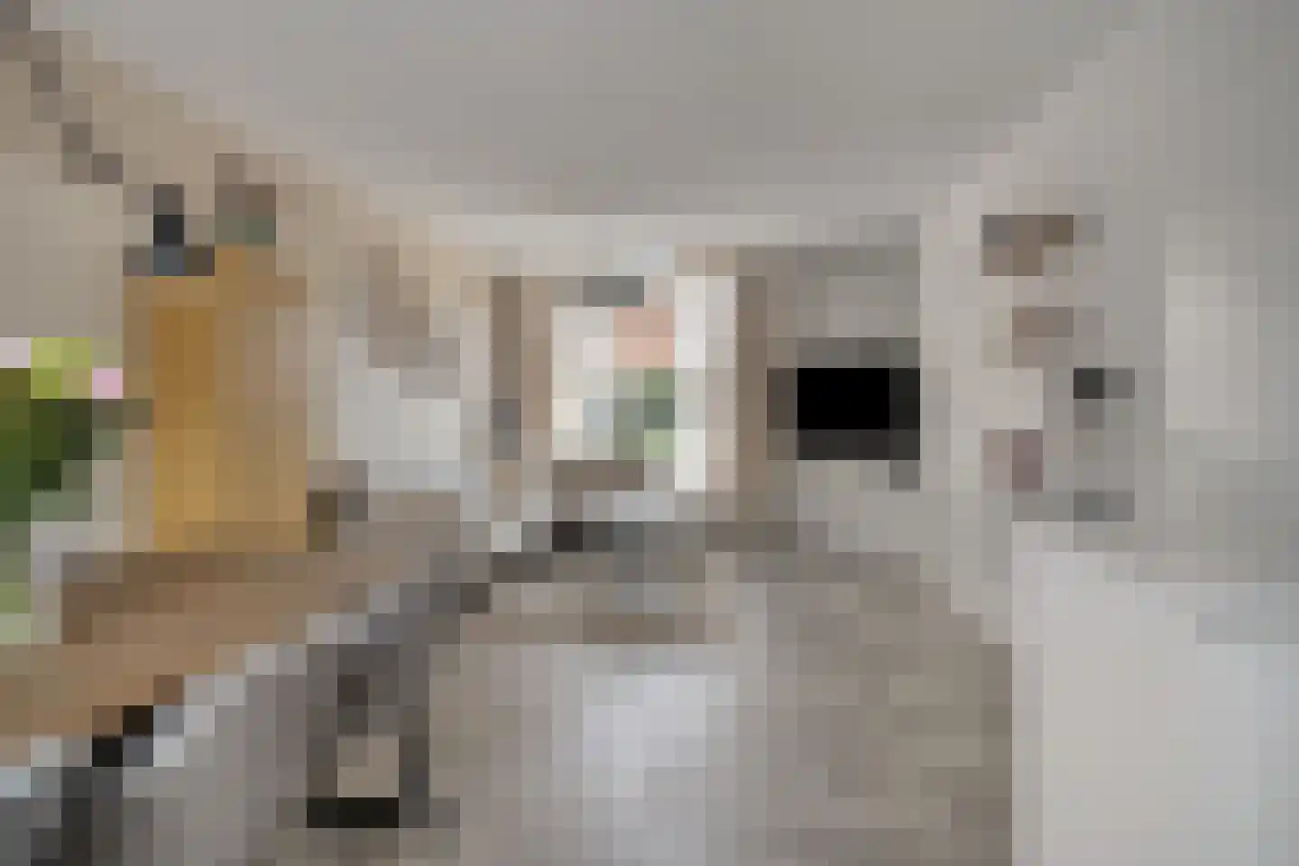 Fluitekruidstraat 84 Goes thumbnail 11
