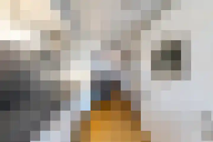 Fluitekruidweide 33 Woerden thumbnail 24