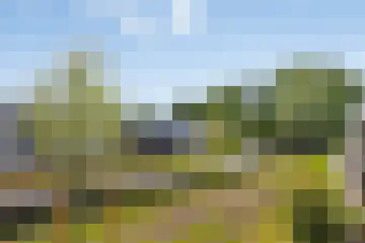 Fluitenkruid 19 Berghem thumbnail 17