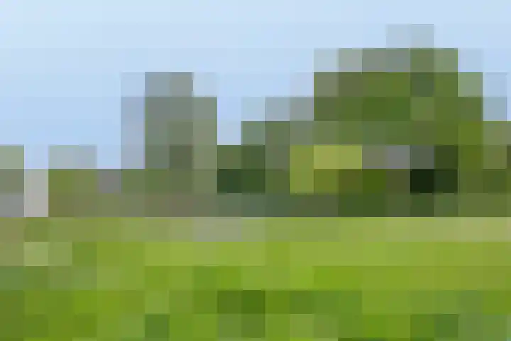 Fluitenkruid 19 Berghem thumbnail 24