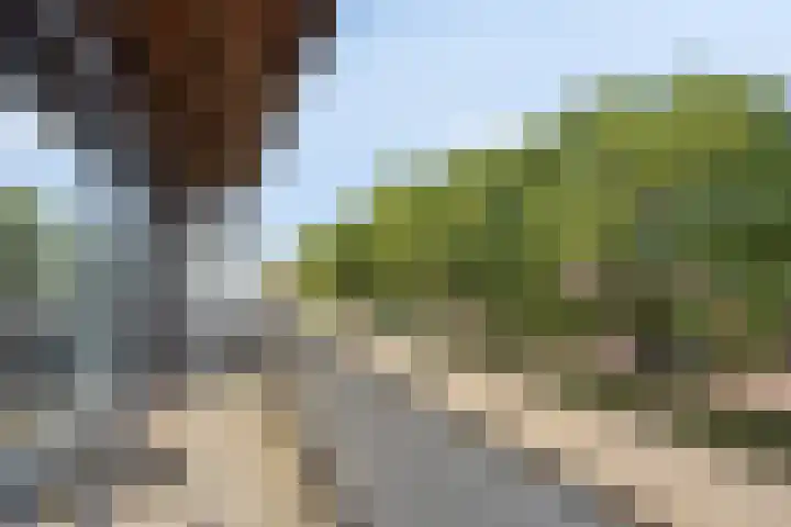 Fluitenkruid 26 's-Hertogenbosch thumbnail 33