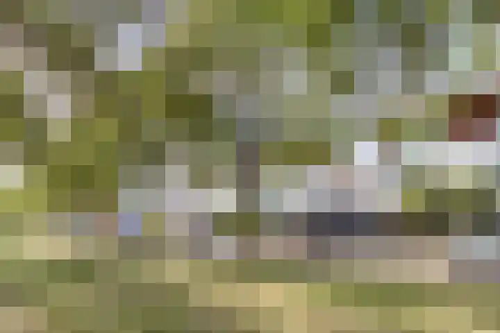 Fluitenkruid 26 's-Hertogenbosch thumbnail 37