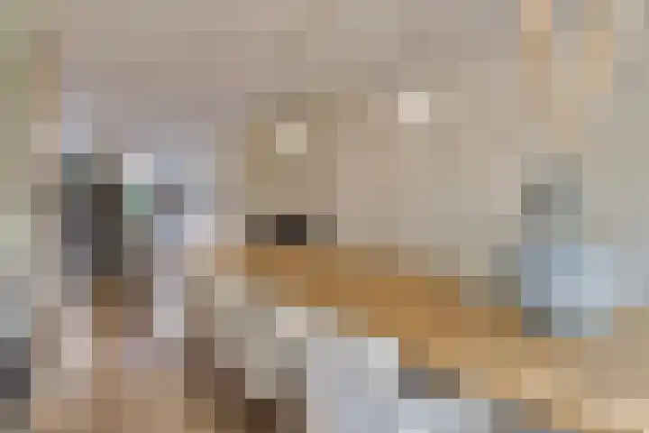 Fluitenkruid 26 's-Hertogenbosch thumbnail 8